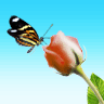 Live Chat operator picture